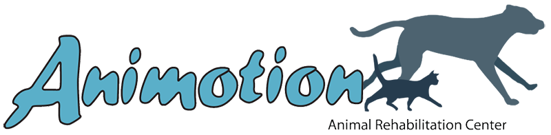 Animotion