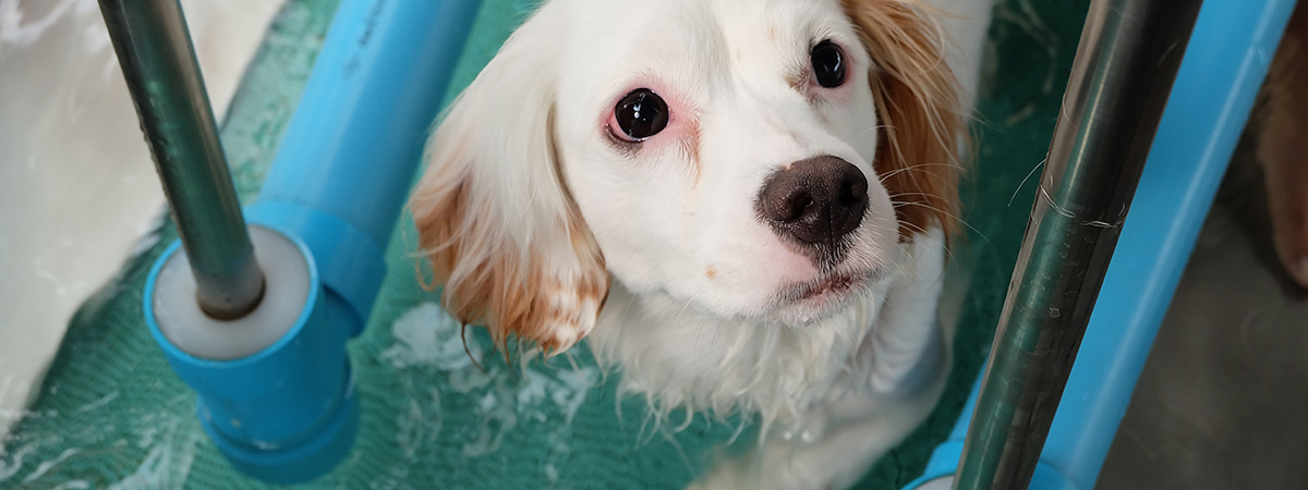 Animal Physical Rehabilitation